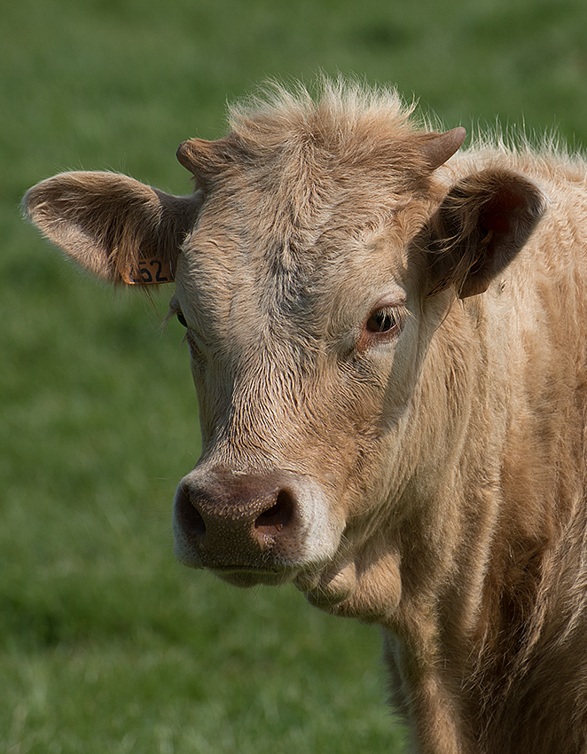 Normandie 05 - 2016_KA79206-1 Kopie.jpg - Französische Rinder sehen den Bayrischen sehr ähnlich. Einfach nur hübsch